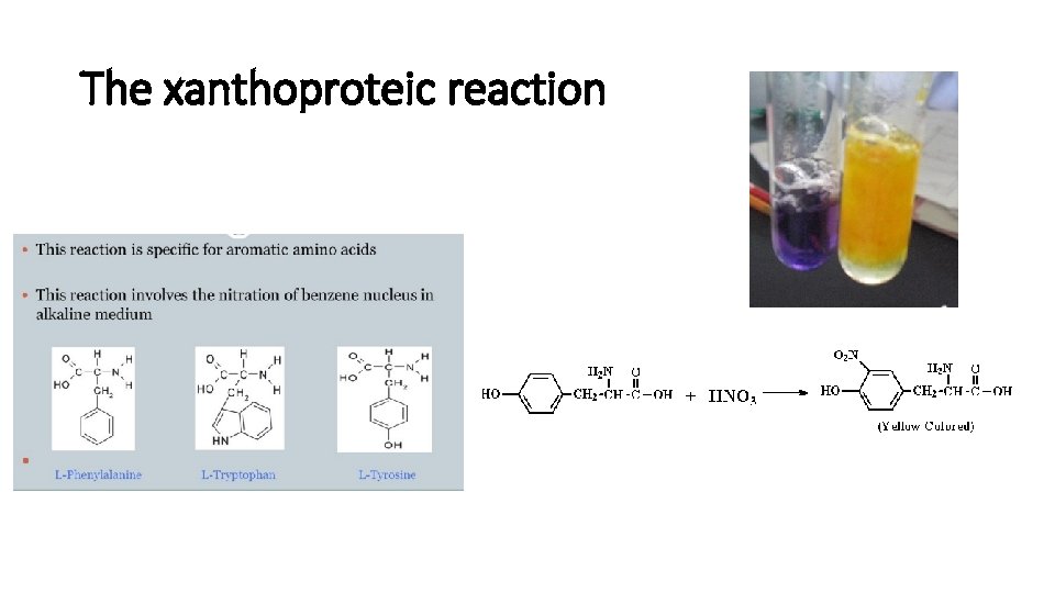 The xanthoproteic reaction 