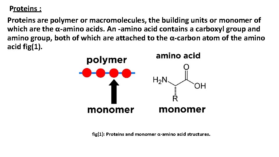 Proteins : Proteins are polymer or macromolecules, the building units or monomer of which