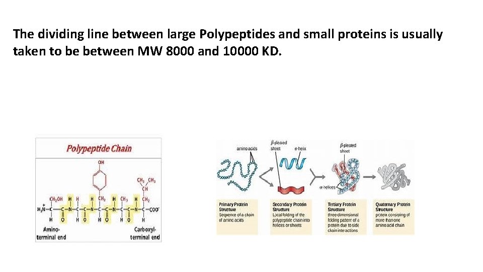 The dividing line between large Polypeptides and small proteins is usually taken to be