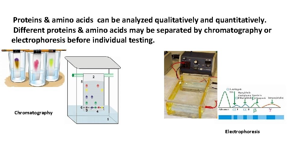 Proteins & amino acids can be analyzed qualitatively and quantitatively. Different proteins & amino