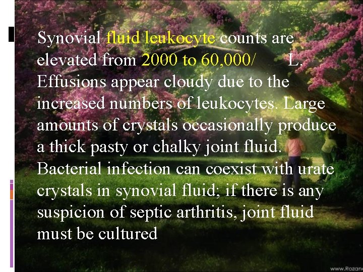 Synovial fluid leukocyte counts are elevated from 2000 to 60, 000/ L. Effusions appear