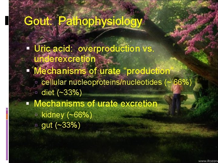 Gout: Pathophysiology Uric acid: overproduction vs. underexcretion Mechanisms of urate “production” cellular nucleoproteins/nucleotides (~