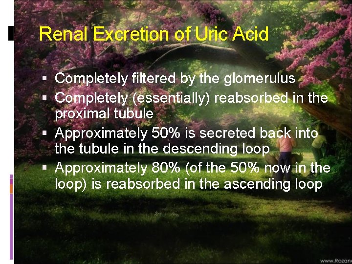 Renal Excretion of Uric Acid Completely filtered by the glomerulus Completely (essentially) reabsorbed in