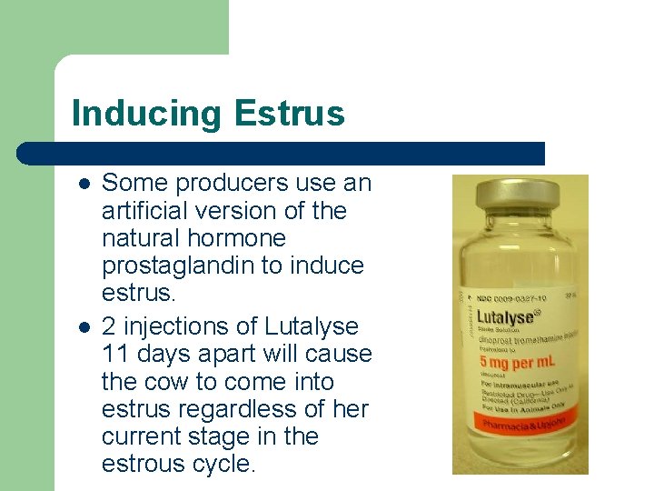 Artificial Insemination in Cattle By Valerie D Blair