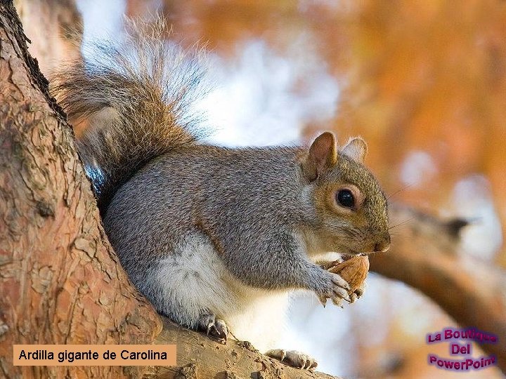 Ardilla gigante de Carolina 