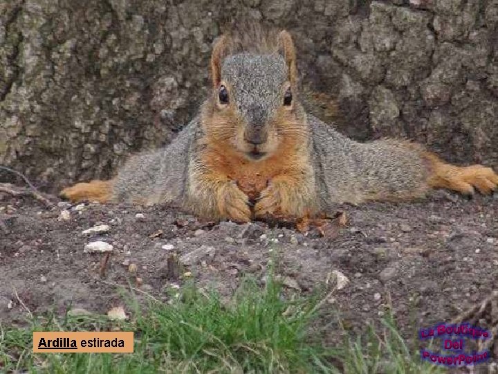 Ardilla estirada 