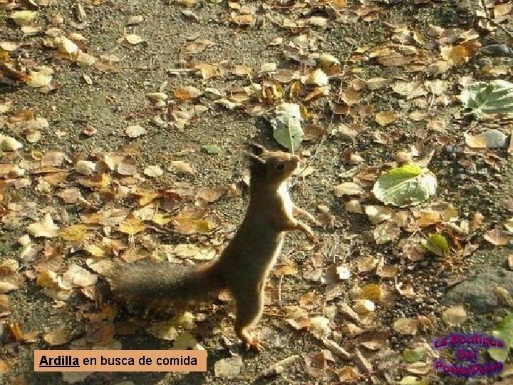 Ardilla en busca de comida 