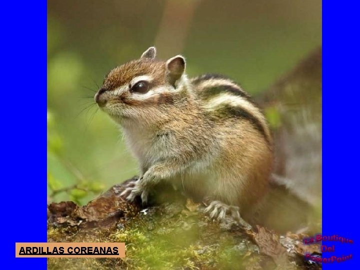 ARDILLAS COREANAS 