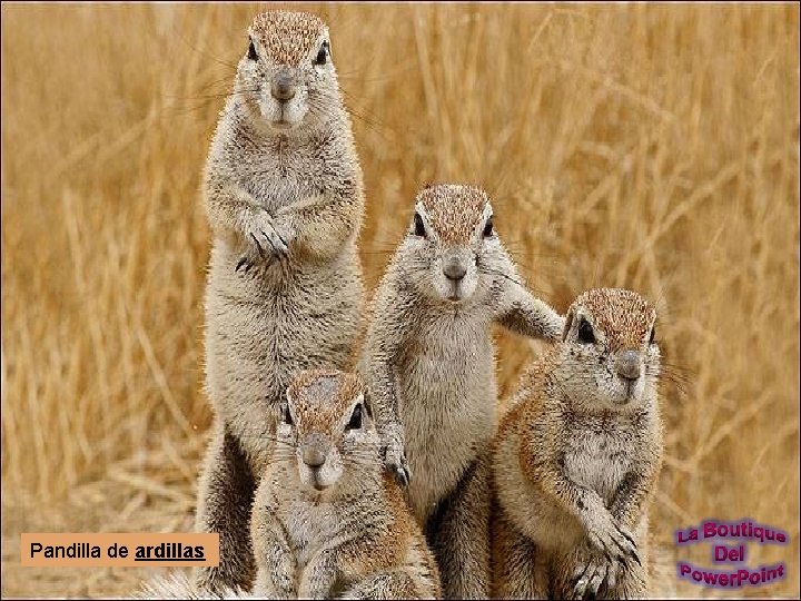 Pandilla de ardillas 
