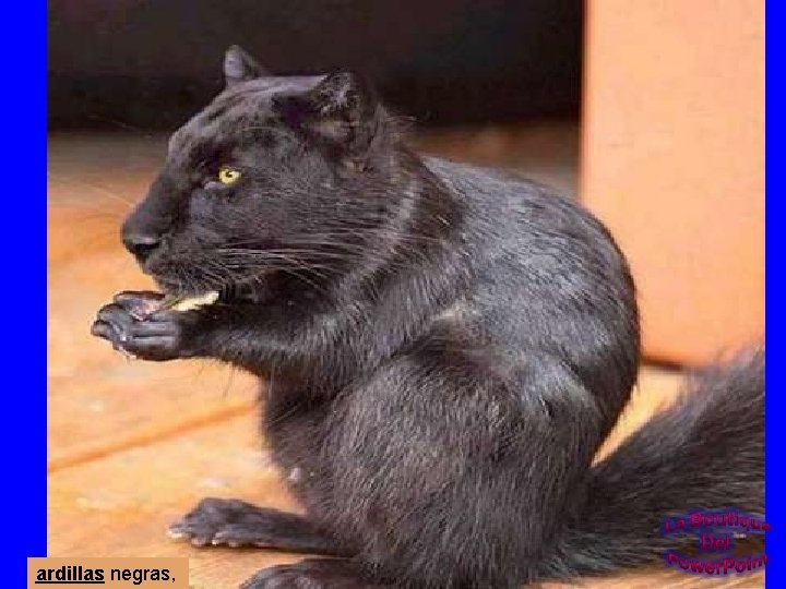 ardillas negras, 
