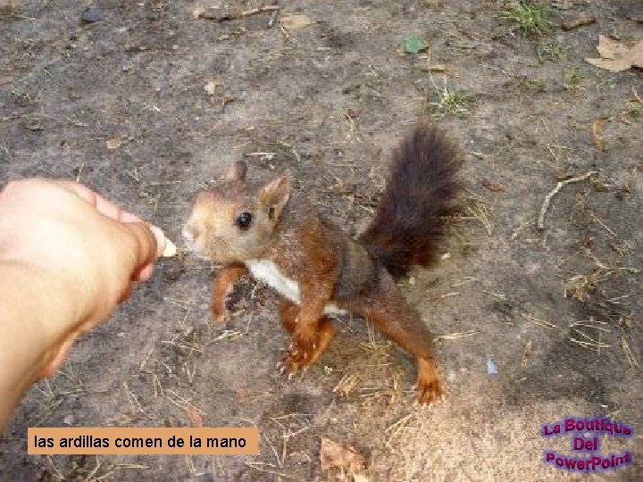 las ardillas comen de la mano 