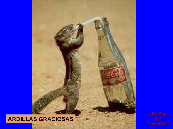ARDILLAS GRACIOSAS 