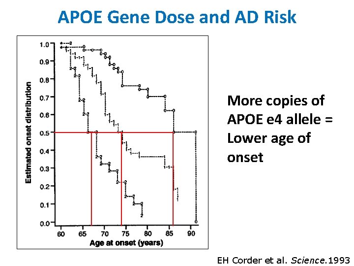 APOE Gene Dose and AD Risk More copies of APOE e 4 allele =