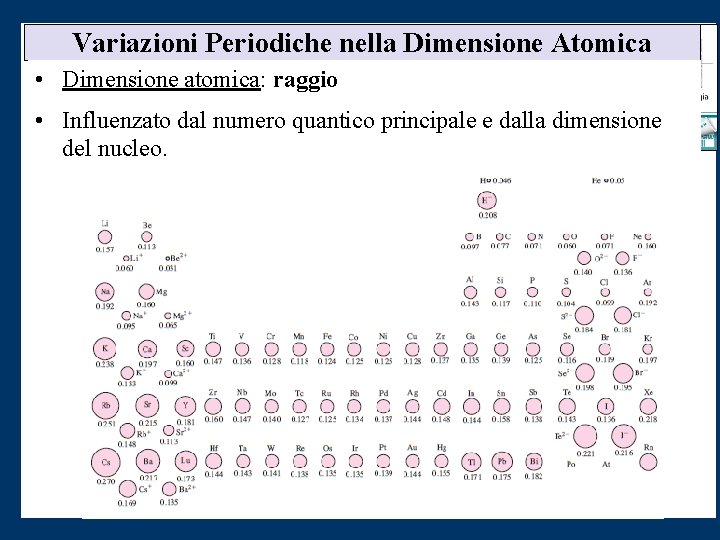 Variazioni Periodiche nella Dimensione Atomica • Dimensione atomica: raggio • Influenzato dal numero quantico