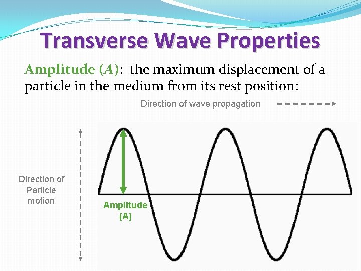 Transverse Wave Properties Amplitude (A): the maximum displacement of a particle in the medium