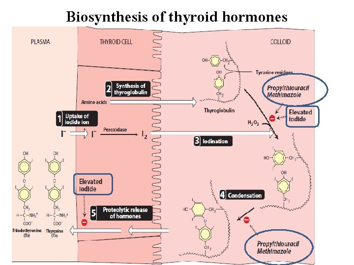 Biosynthesis of thyroid hormones 