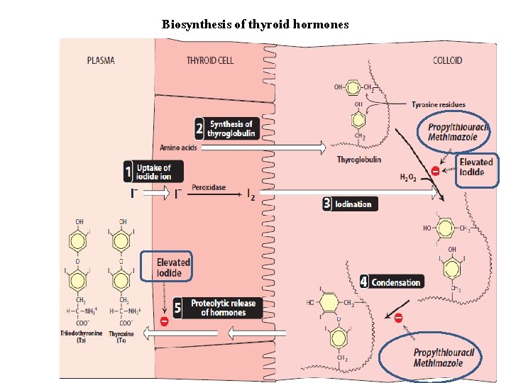 Biosynthesis of thyroid hormones 
