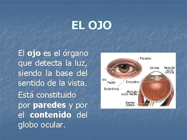 EL OJO El ojo es el órgano que detecta la luz, siendo la base