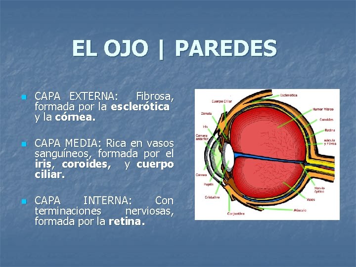 EL OJO | PAREDES n n n CAPA EXTERNA: Fibrosa, formada por la esclerótica