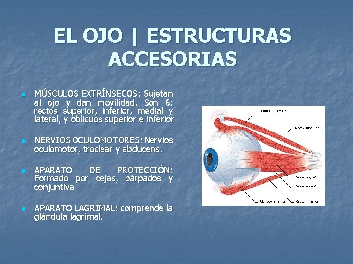 EL OJO | ESTRUCTURAS ACCESORIAS n n MÚSCULOS EXTRÍNSECOS: Sujetan al ojo y dan