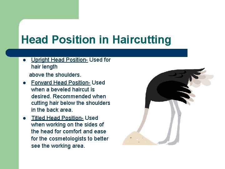 Head Position in Haircutting l l l Upright Head Position- Used for hair length