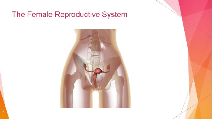 The Female Reproductive System 20 