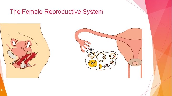 The Female Reproductive System 21 