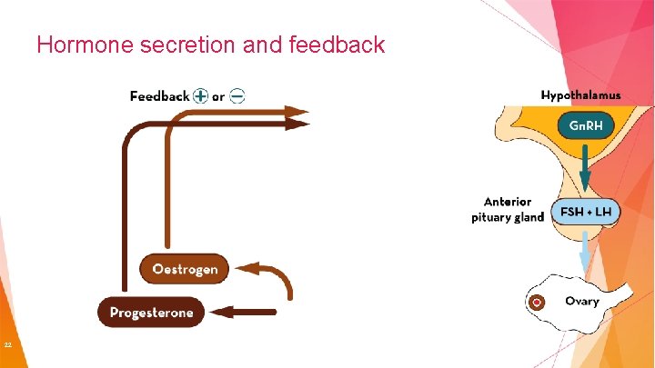 Hormone secretion and feedback 22 