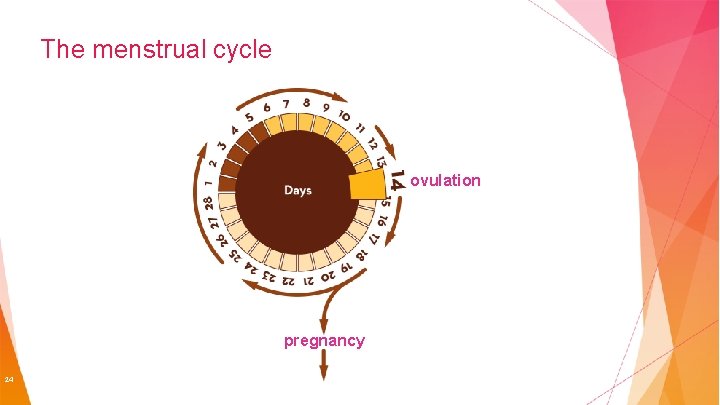 The menstrual cycle ovulation pregnancy 24 