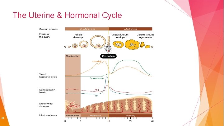 The Uterine & Hormonal Cycle 25 