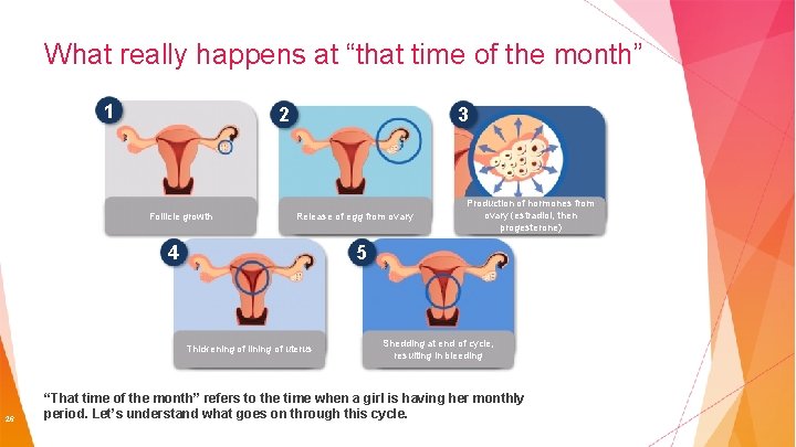 What really happens at “that time of the month” 1 2 Follicle growth 3