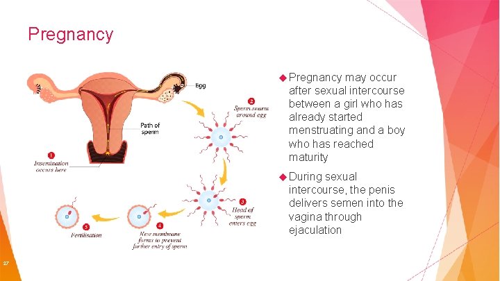 Pregnancy may occur after sexual intercourse between a girl who has already started menstruating