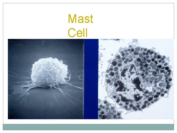 Mast Cell 