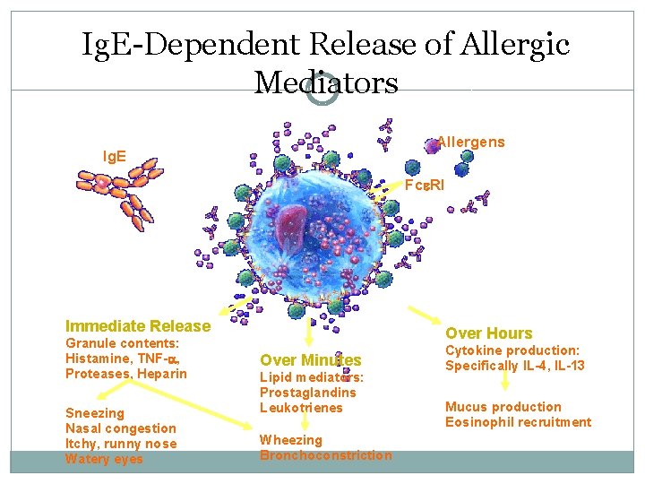Ig. E-Dependent Release of Allergic Mediators Allergens Ig. E Fc RI Immediate Release Granule