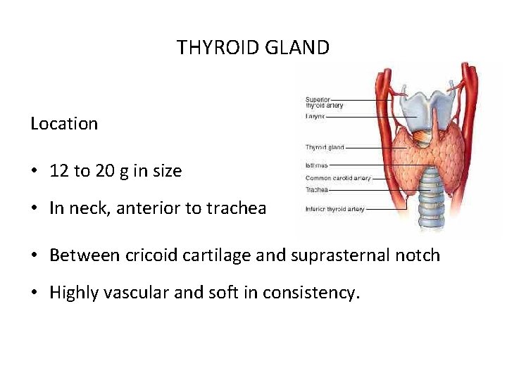 THYROID GLAND Location • 12 to 20 g in size • In neck, anterior