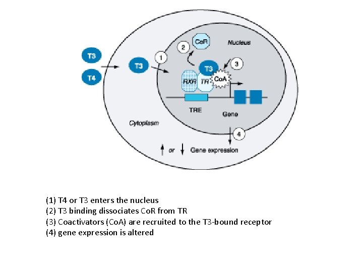 (1) T 4 or T 3 enters the nucleus (2) T 3 binding dissociates