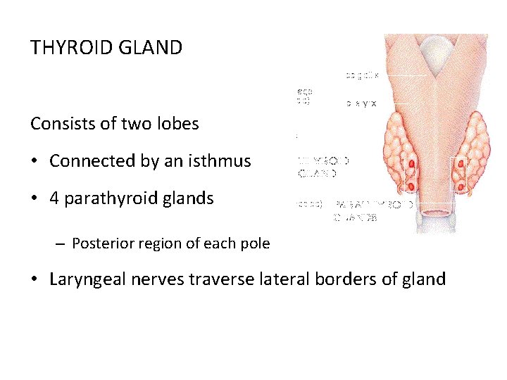 THYROID GLAND Consists of two lobes • Connected by an isthmus • 4 parathyroid