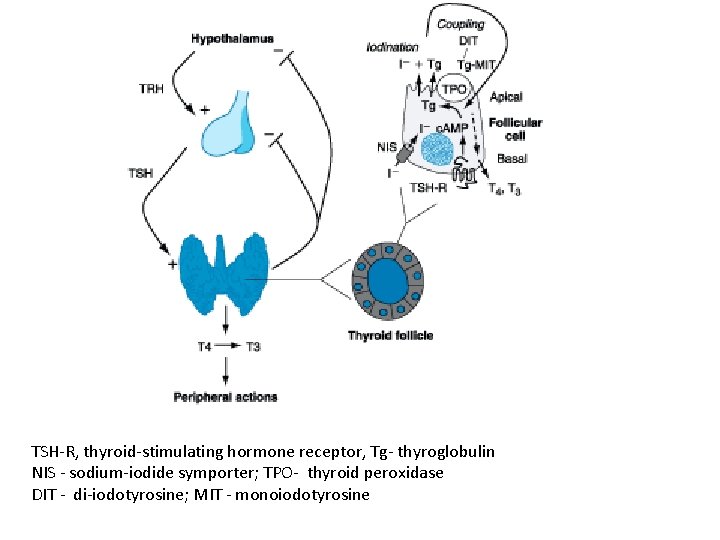 TSH-R, thyroid-stimulating hormone receptor, Tg- thyroglobulin NIS - sodium-iodide symporter; TPO- thyroid peroxidase DIT