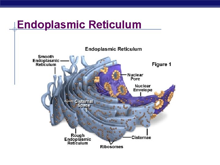 Unit 1 Biochemistry 2 1 Structures and Functions