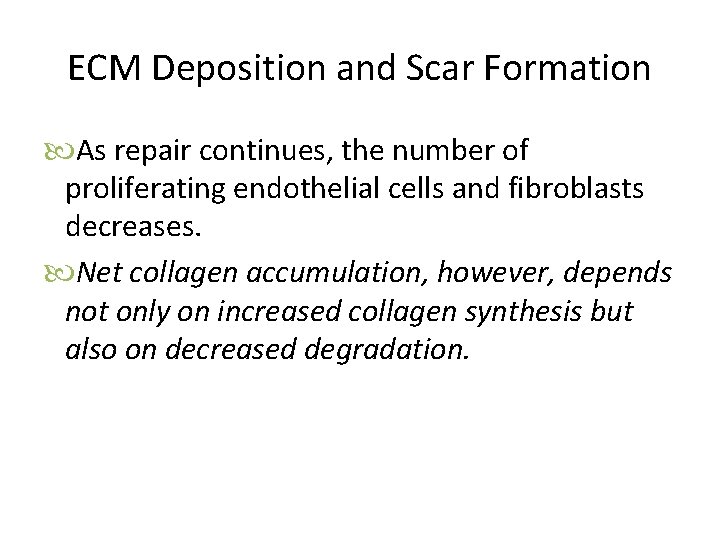 ECM Deposition and Scar Formation As repair continues, the number of proliferating endothelial cells