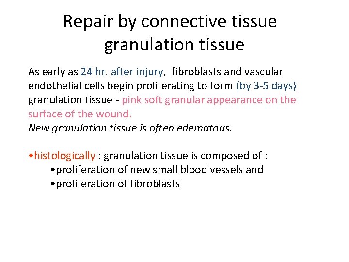 Repair by connective tissue granulation tissue As early as 24 hr. after injury, fibroblasts