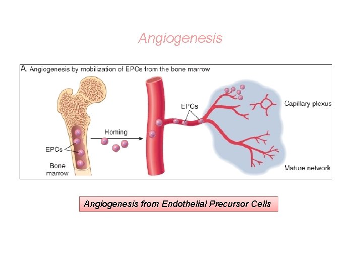 Angiogenesis from Endothelial Precursor Cells 