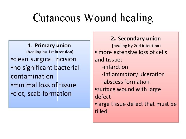 Cutaneous Wound healing 1. Primary union (healing by 1 st intention) • clean surgical