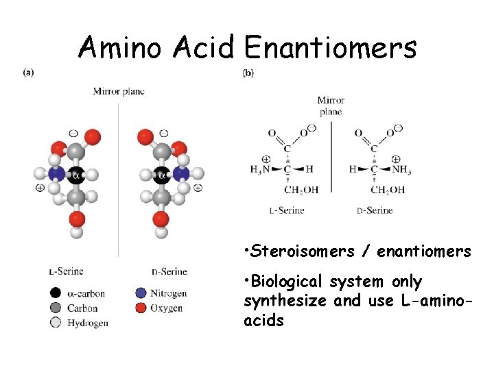 Amino Acid Enantiomers • Steroisomers / enantiomers • Biological system only synthesize and use
