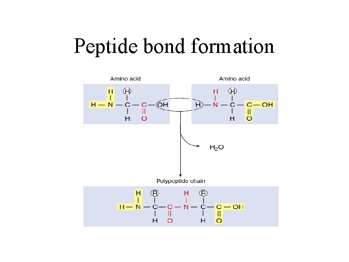 Peptide bond formation 