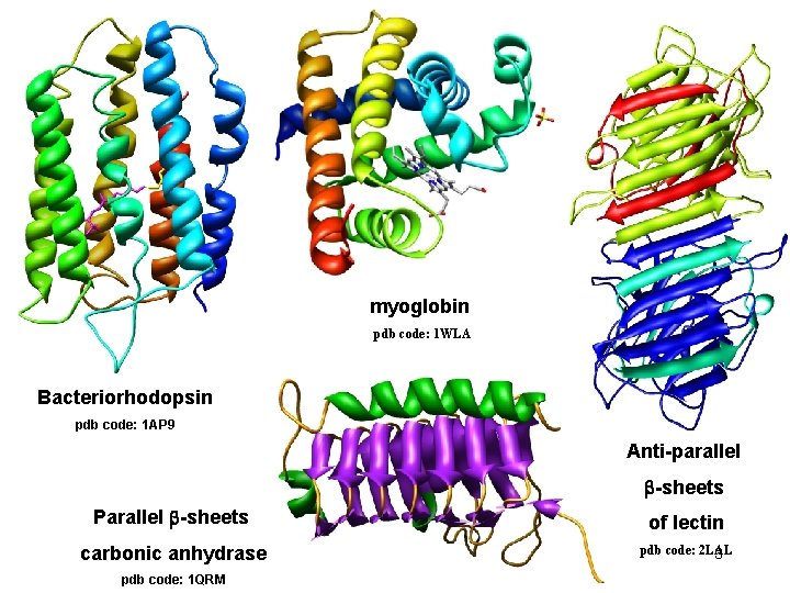 myoglobin pdb code: 1 WLA Bacteriorhodopsin pdb code: 1 AP 9 Anti-parallel -sheets Parallel