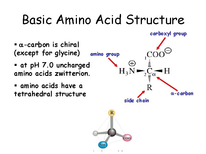 Basic Amino Acid Structure carboxyl group § a-carbon is chiral (except for glycine) amino