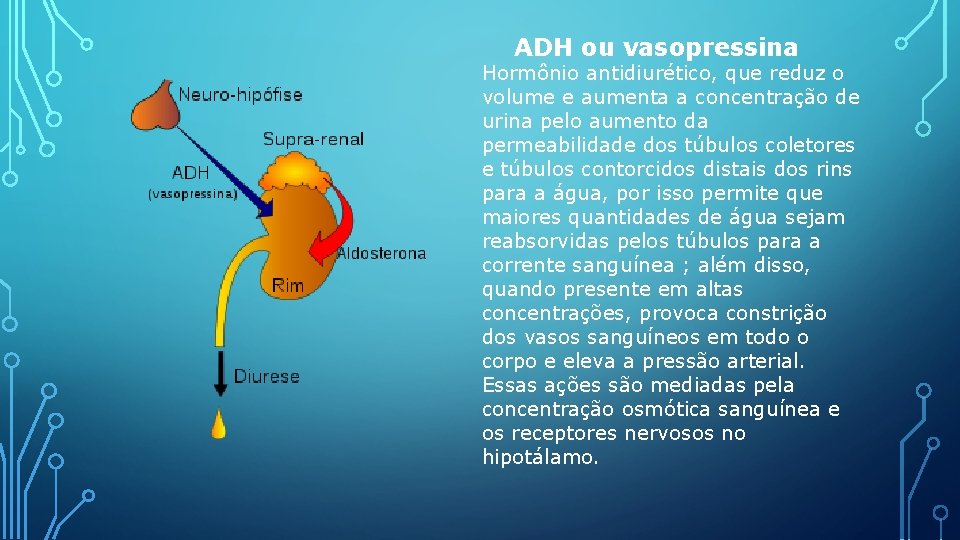  ADH ou vasopressina Hormônio antidiurético, que reduz o volume e aumenta a concentração