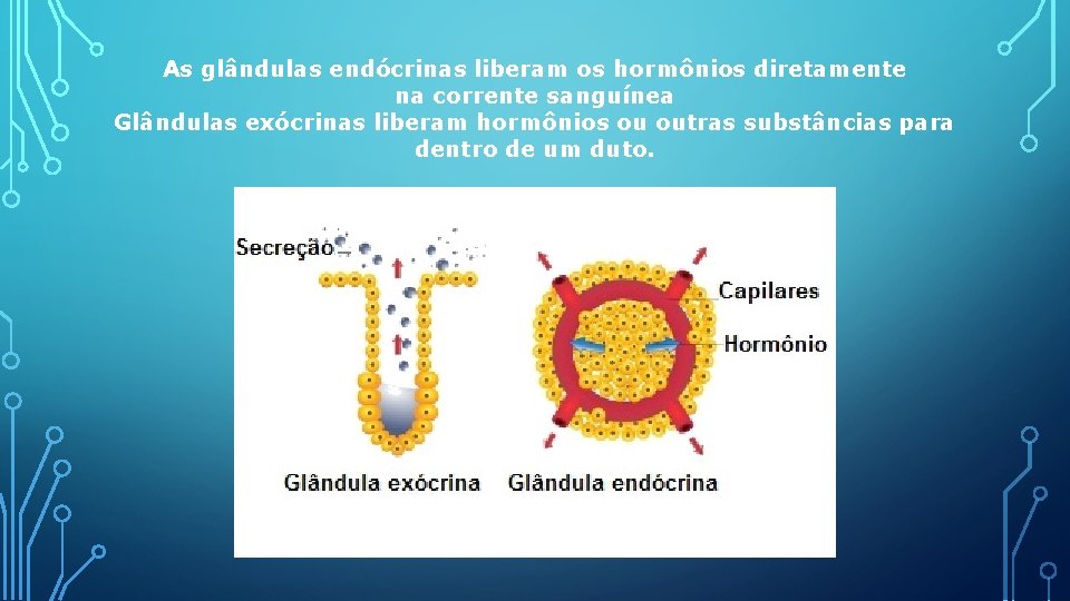 As glândulas endócrinas liberam os hormônios diretamente na corrente sanguínea Glândulas exócrinas liberam hormônios