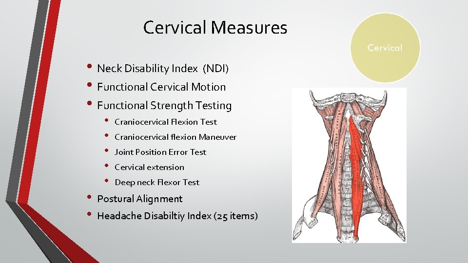 Cervical Measures • Neck Disability Index (NDI) • Functional Cervical Motion • Functional Strength Cervical Measures • Neck Disability Index (NDI) • Functional Cervical Motion • Functional Strength